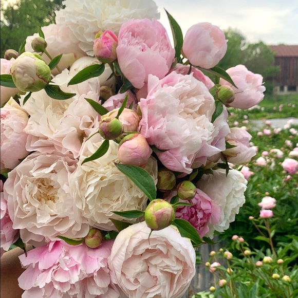 peony2828
